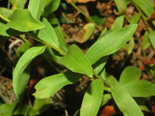 Pentanema spiraeifolium (=Inula spiraeifolia) / Enula uncinata